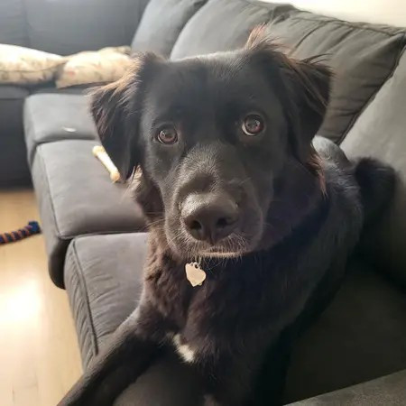 Meet Bella: The Bearded Collie Mix