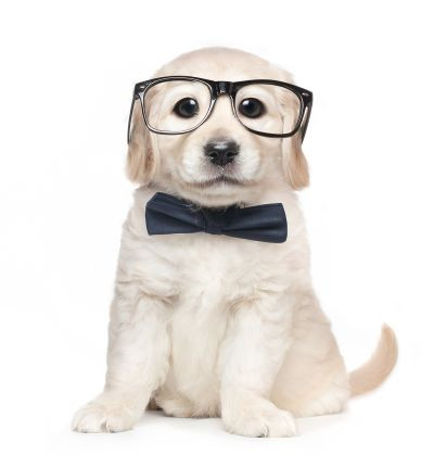 Choosing the right Dog Care.