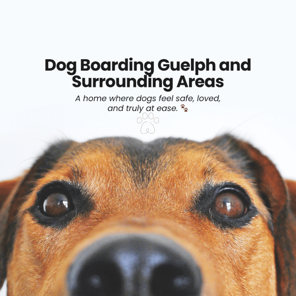 Dog Boarding at 3 Dog Whisperers in Guelph
