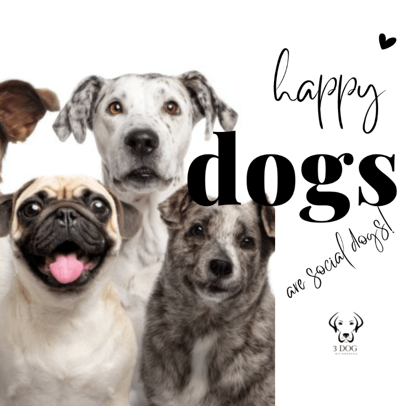 Why Social Dogs Are Happier Dogs