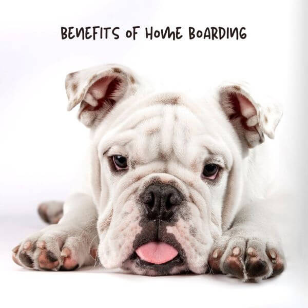 Why More Dog Owners in Guelph Are Choosing Home Dog Boarding Over Traditional Kennels