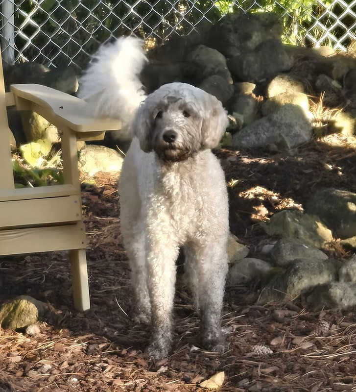 Meet Ossy: The Laradoodle