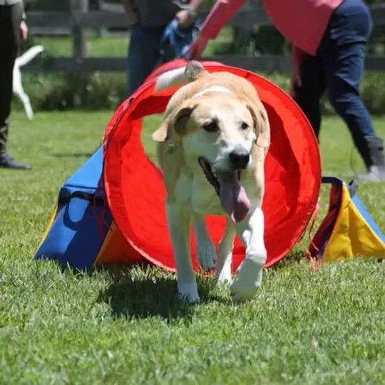 Meet Tanner: The Labrador Retriever