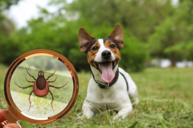 Tick Season Is Around the Corner