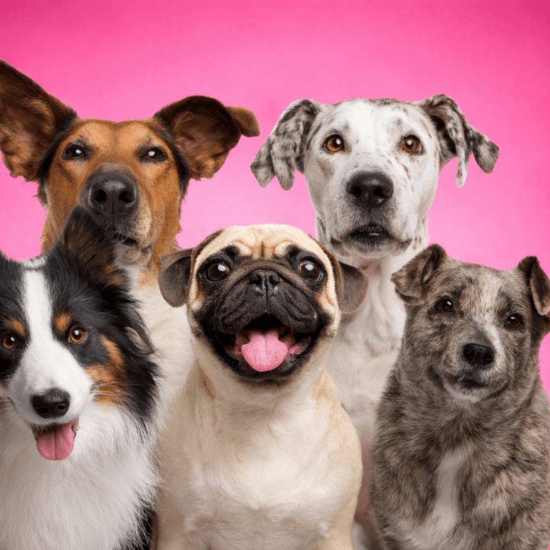 home dog boarding guelph