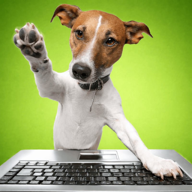 dog kennel in guelph