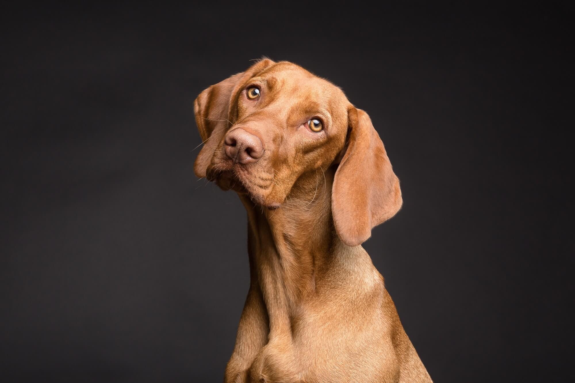 Dog boarding in Guelph at 3 Dog Whisperers