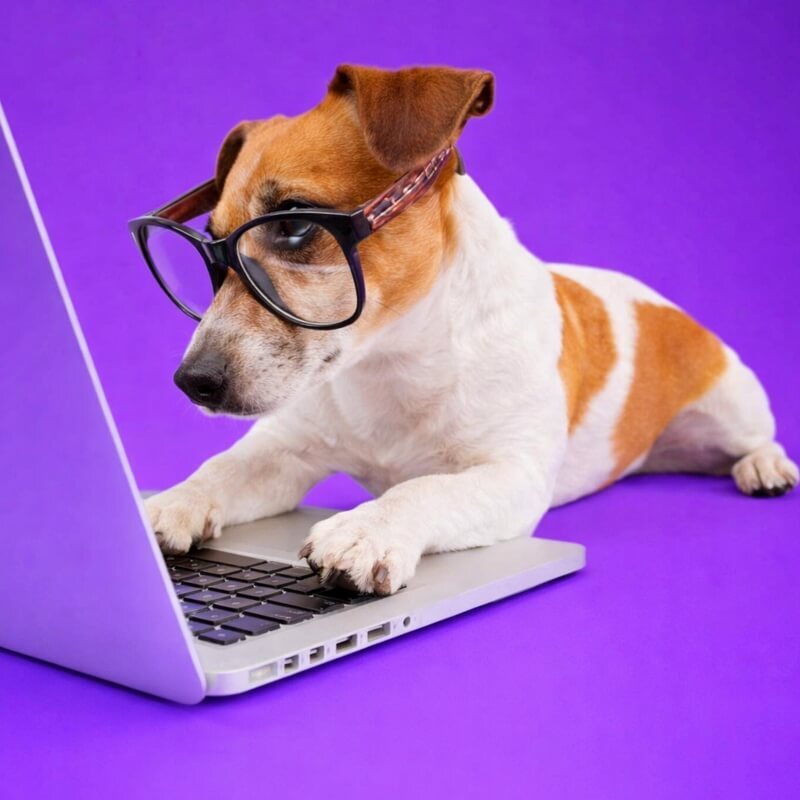 book-dog-boarding-guelph