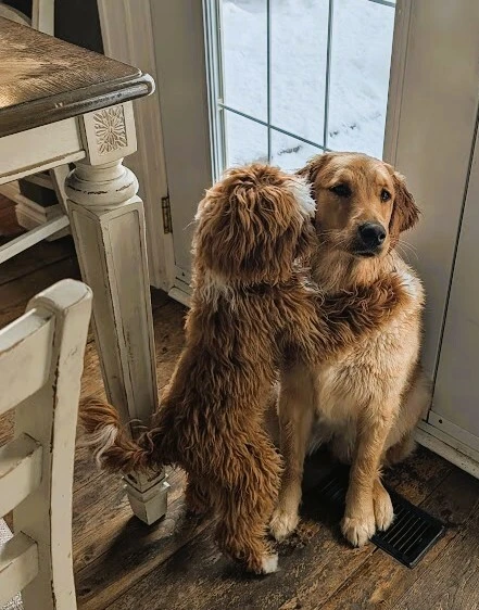 Dogs spending time together during home boarding at 3 Dog Whisperers