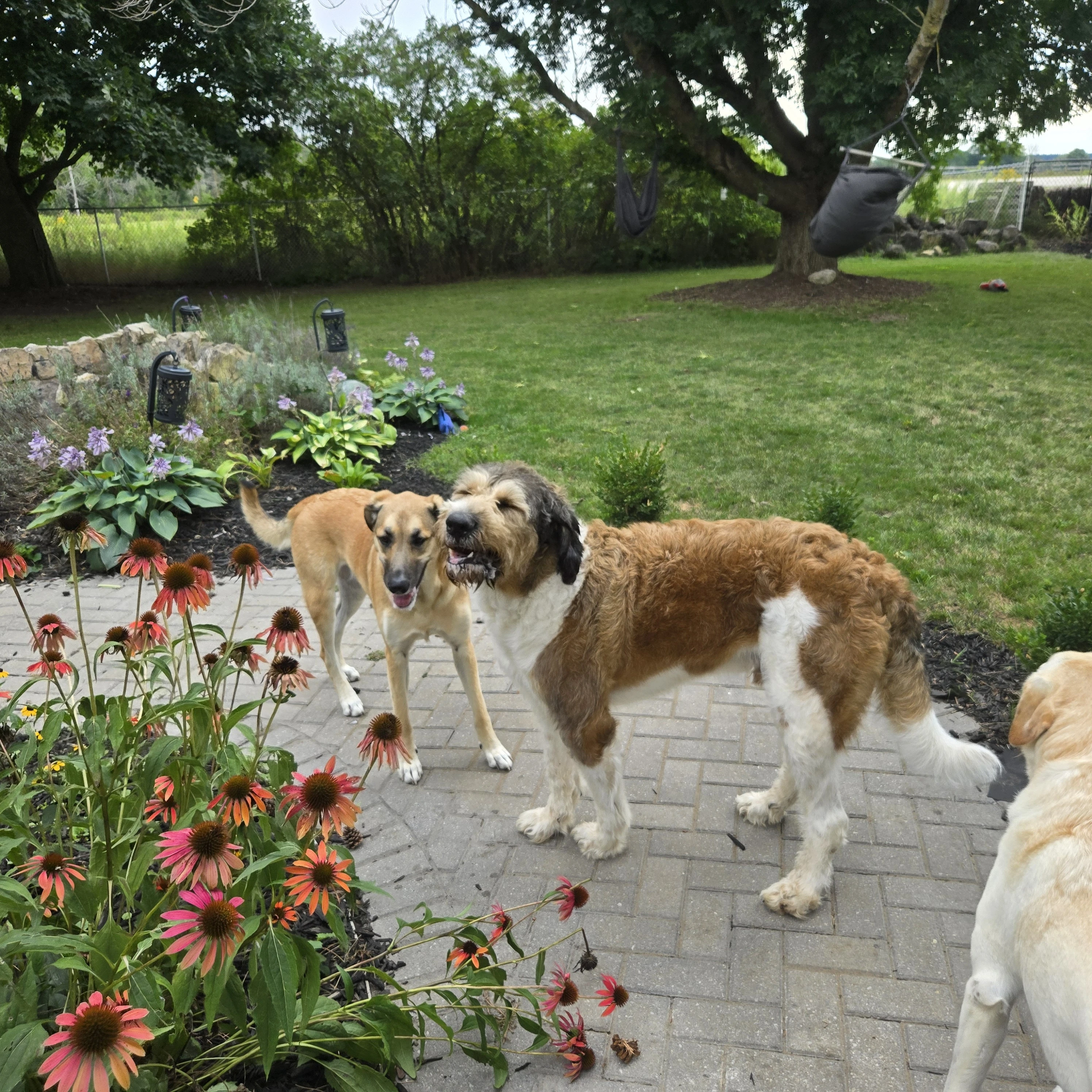 Buddy and Zelda staying together at 3 Dog Whisperers