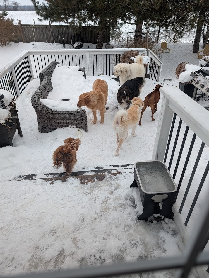 Dog enjoying cage-free home boarding at 3 Dog Whisperers
