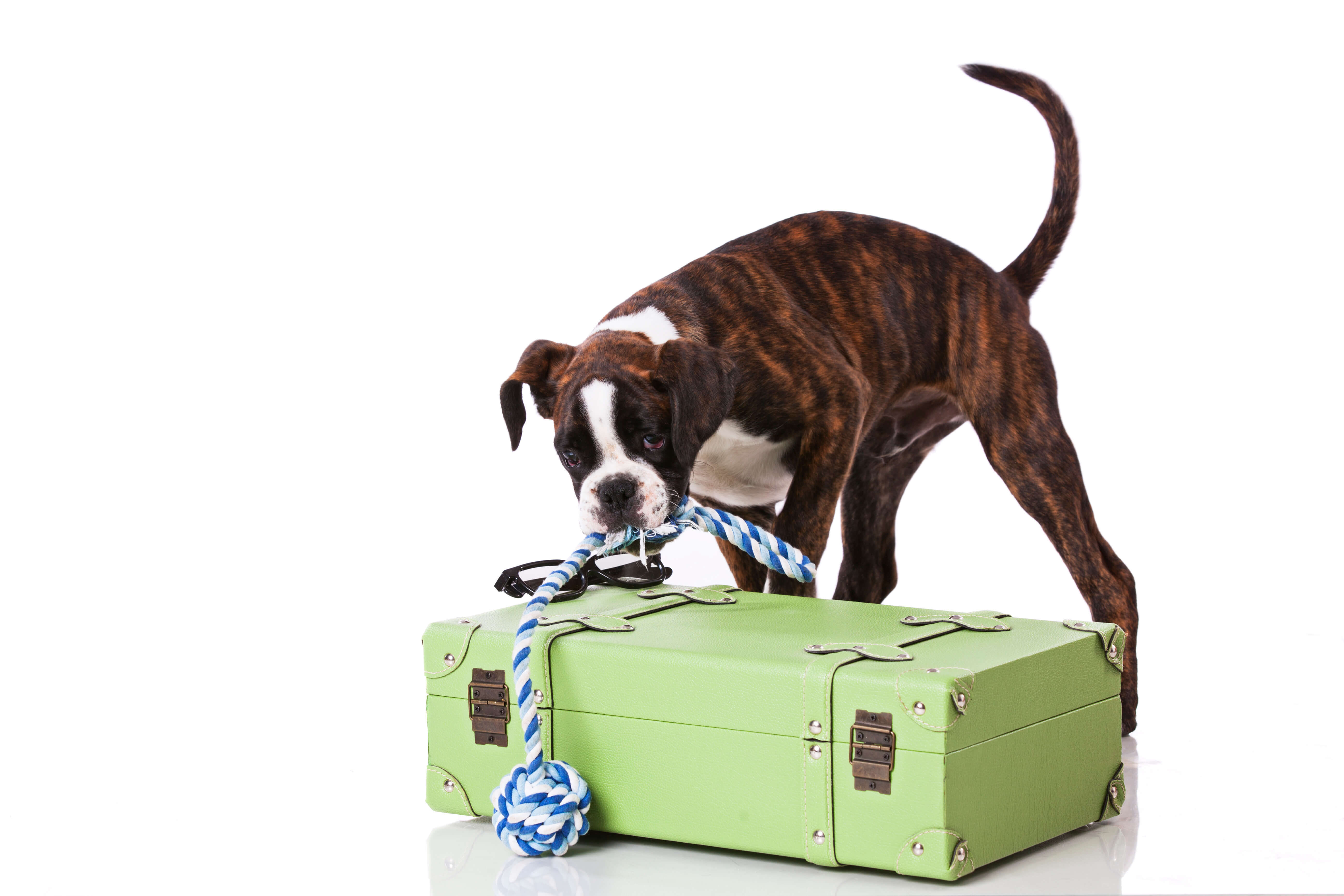Dog ready for overnight boarding with 3 Dog Whisperers near Guelph and Rockwood