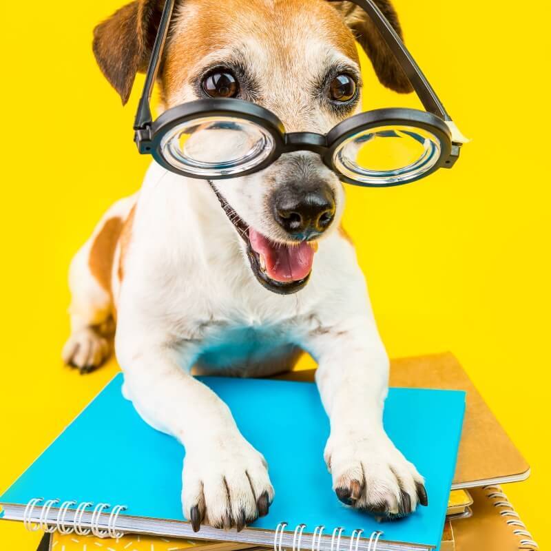 dog boarding preperation