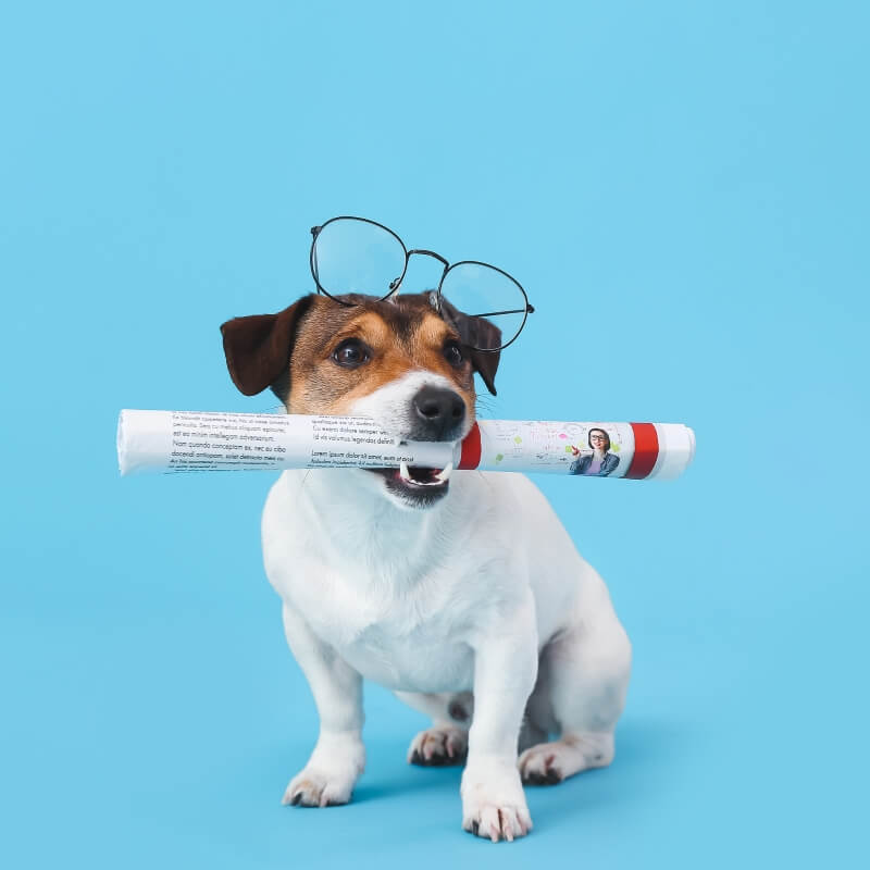 dog boarding guelph reviews