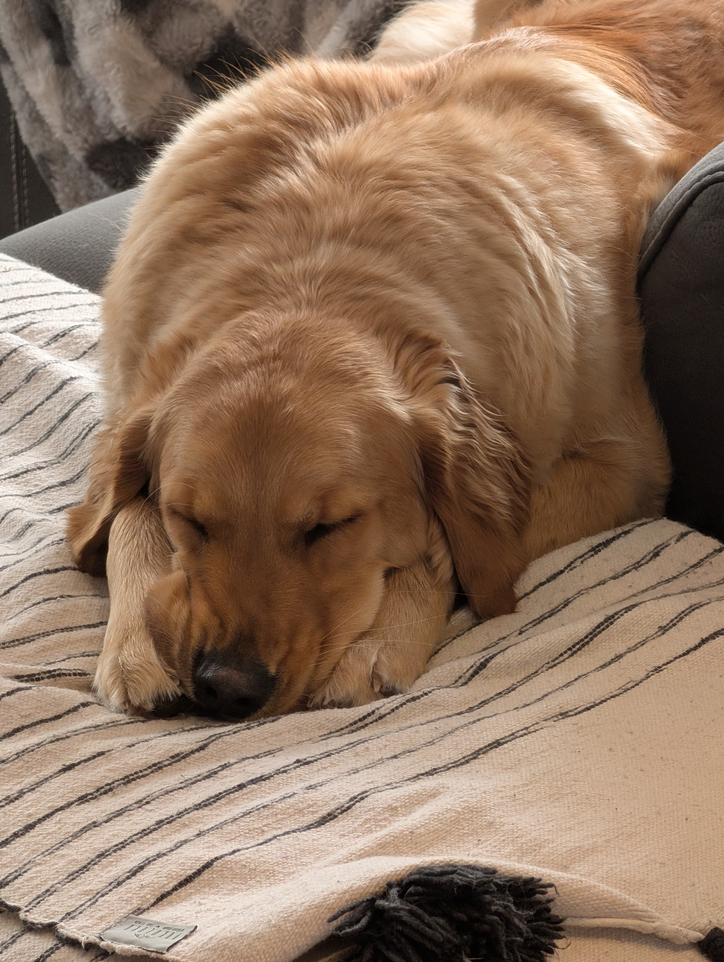 Georgia sleeping comfortably at 3 Dog Whisperers