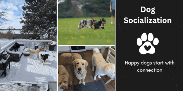 Home-based dog boarding and doggy daycare near Guelph, Rockwood, Acton, Erin, Georgetown and Puslinch Ontario