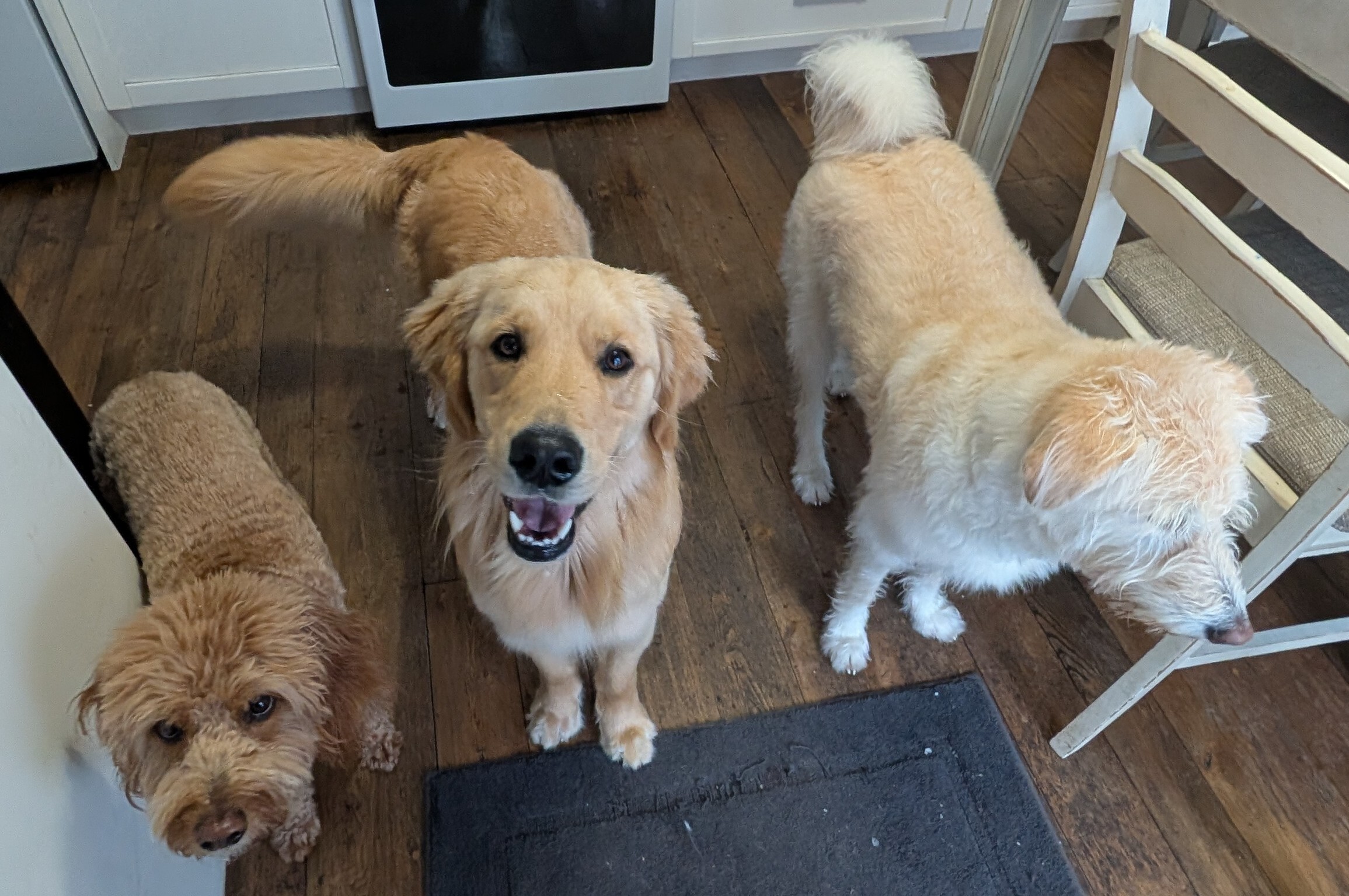 Max enjoying home-style dog boarding at 3 Dog Whisperers