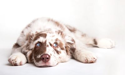 Effective Strategies for Dog Whispering Success