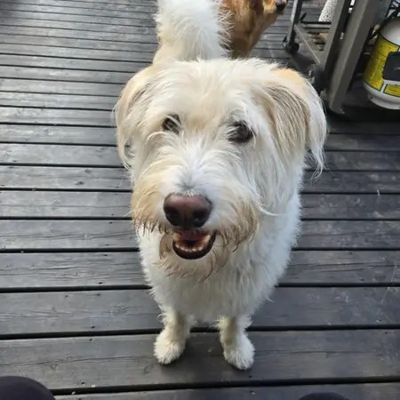 Meet Disco: A mixed breed