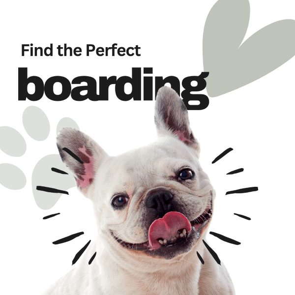 What to Look for in the Best Dog Boarding and Dog Daycare in Guelph
