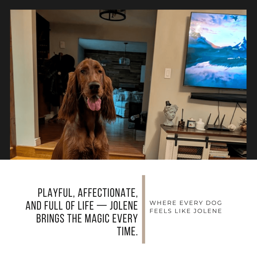 Meet Jolene: A beautiful Irish Setter