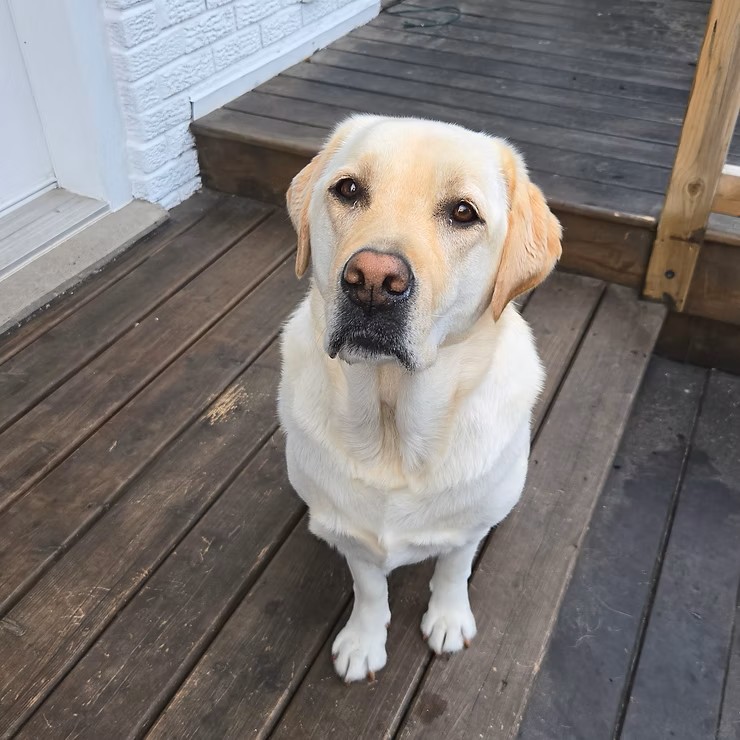 Meet Piper: The Labrador Retriever