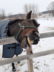 Scooby survived stall rest