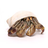 Nautilus Medium Size Hermit Crab Shell