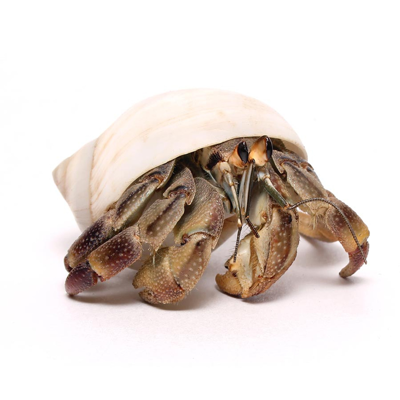 Nautilus Medium Size Hermit Crab Shell Nautilus Medium Size Hermit Crab Shell