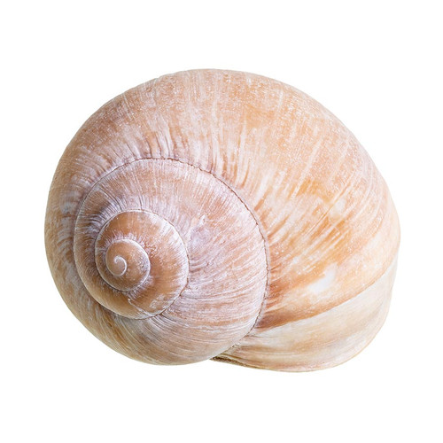 Nautilus Medium Size Hermit Crab Shell Nautilus Medium Size Hermit Crab Shell