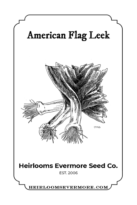 American Flag Leek 