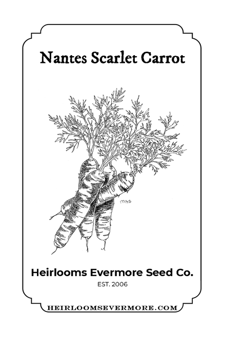 CLEARANCE- Nantes Scarlet Carrot 