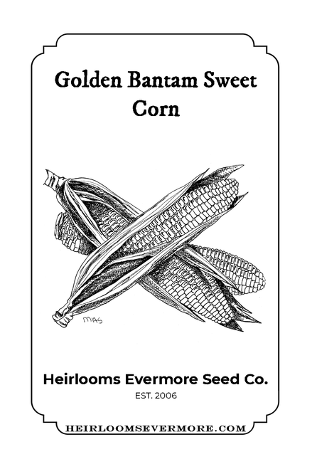 Golden Bantam Sweet Corn 