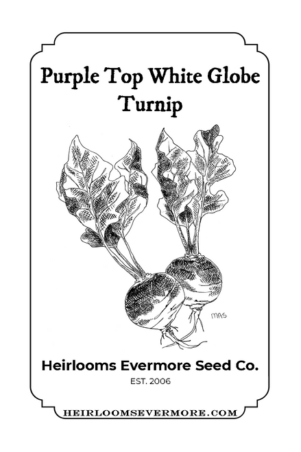 Purple Top White Globe Turnip