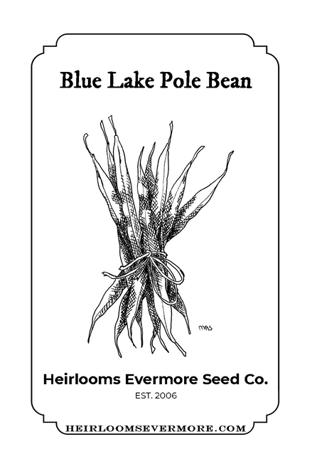 Blue Lake Pole Bean 