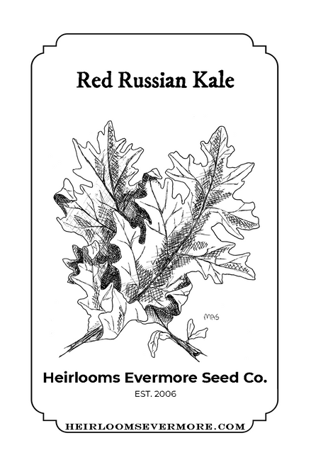 CLEARANCE- Red Russian Kale
