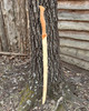Elven Long Sword