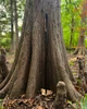 Fae Needle