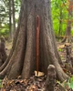 Fae Needle
