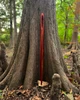 Fae Needle