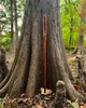 Fae Needle
