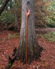 Fae Seam Ripper