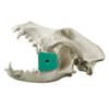 Posterior Rubber Mouth Gag (Small)