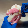 Norman – Multi-Procedure Canine Dental Model