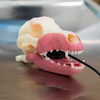 Norman – Multi-Procedure Canine Dental Model