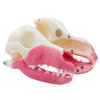 Norah – MODULAR – Multi-Procedure Canine Dental Model