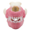 Norah – MODULAR – Multi-Procedure Canine Dental Model