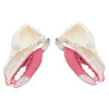 Norah – MODULAR – Multi-Procedure Canine Dental Model