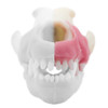 Norah – REPLACEMENT – Left Maxilla