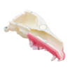 Norah – REPLACEMENT – Left Maxilla